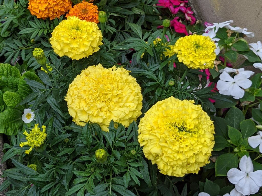 African Sahara Marigolds