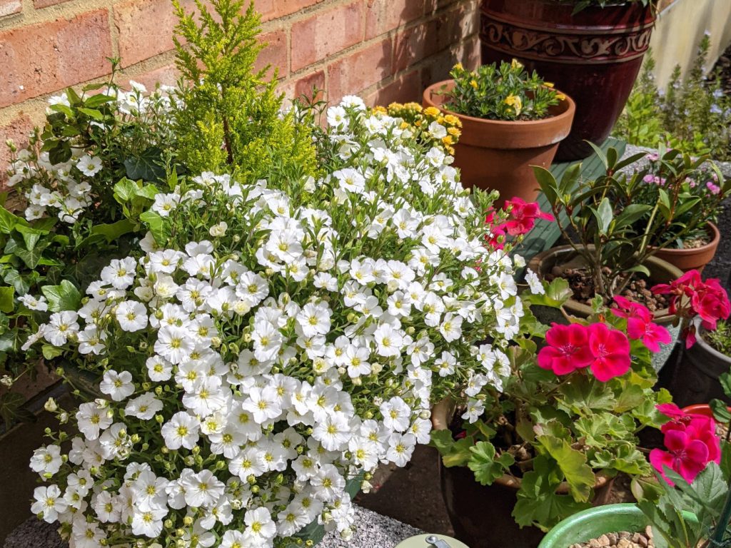 Mountain Sandwort