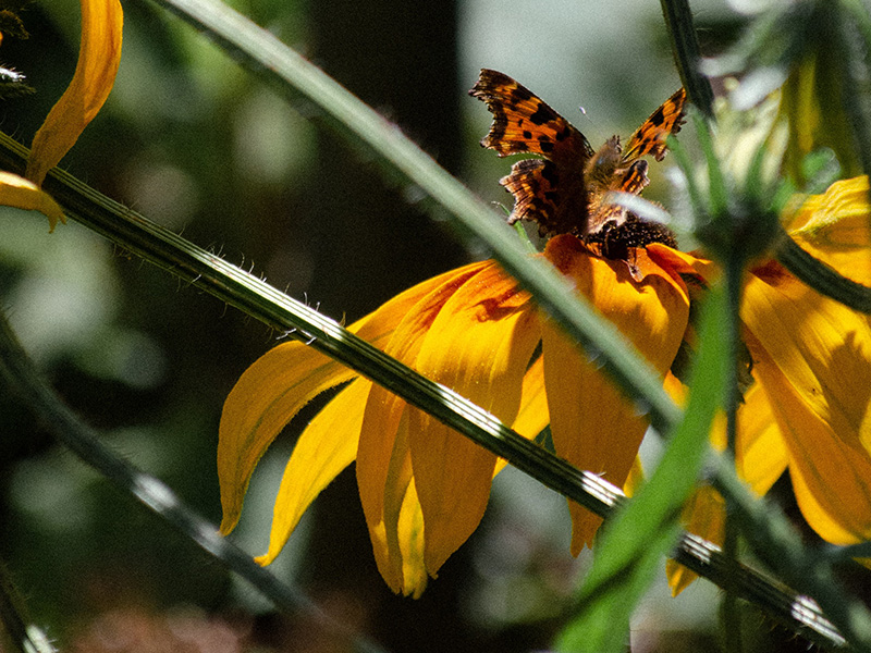 Rudbeckia Featured