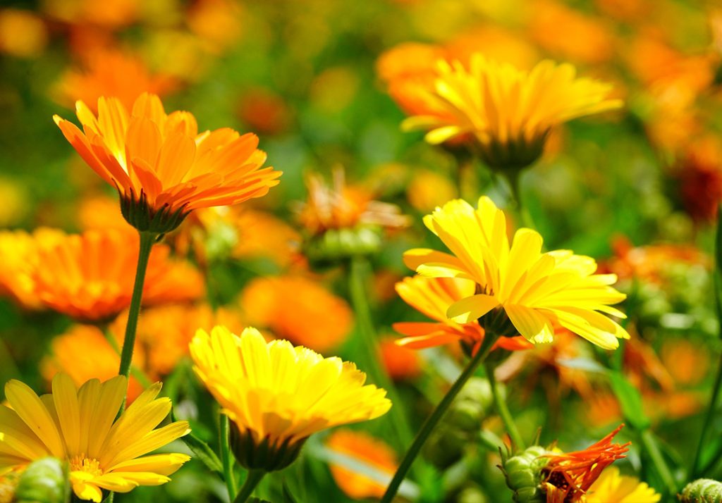 Calendula Featured