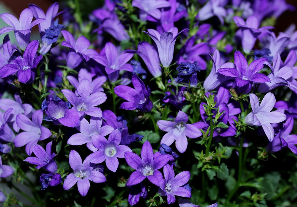 Campanula