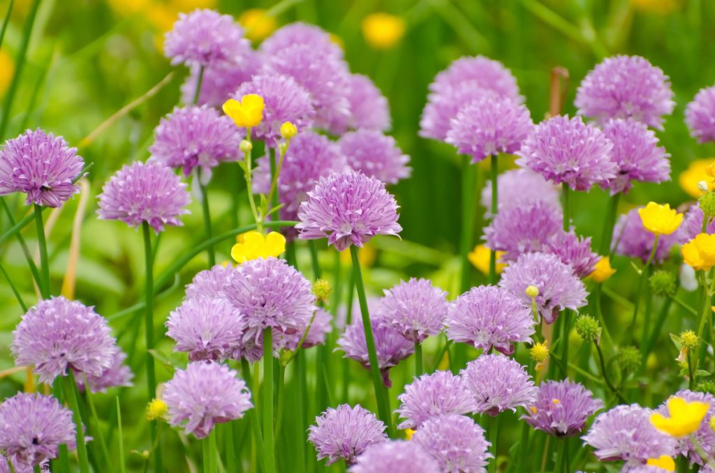 Chives Featured