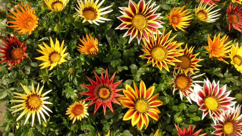 Gazania Featured