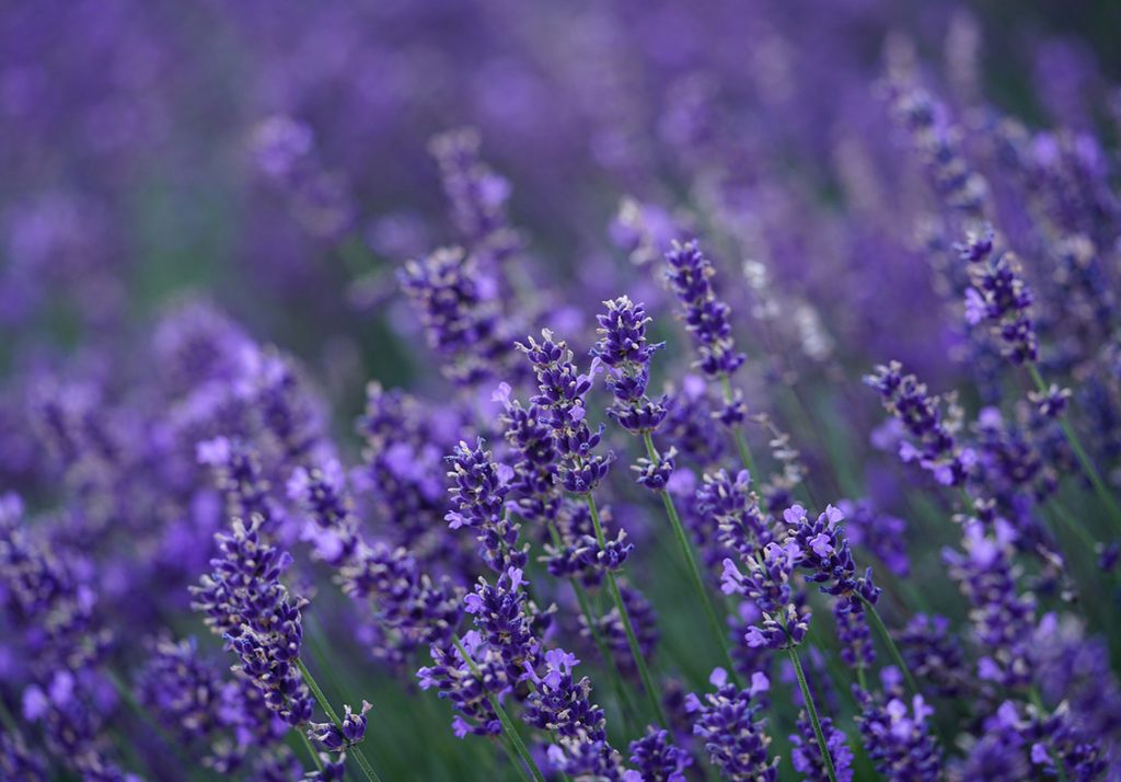 Lavender