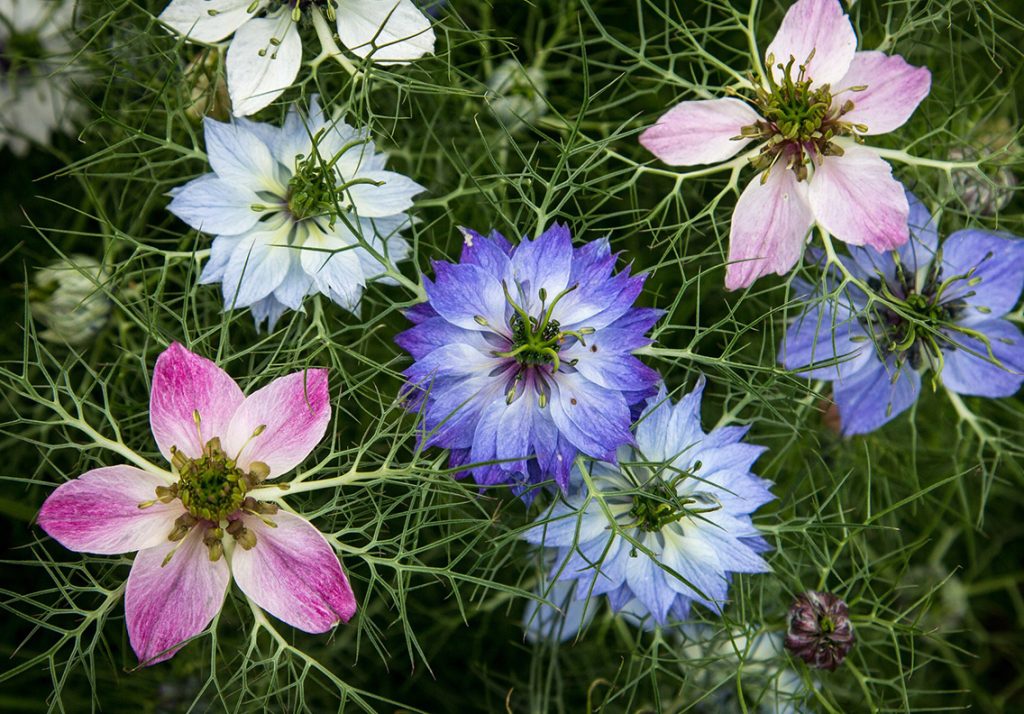Nigella