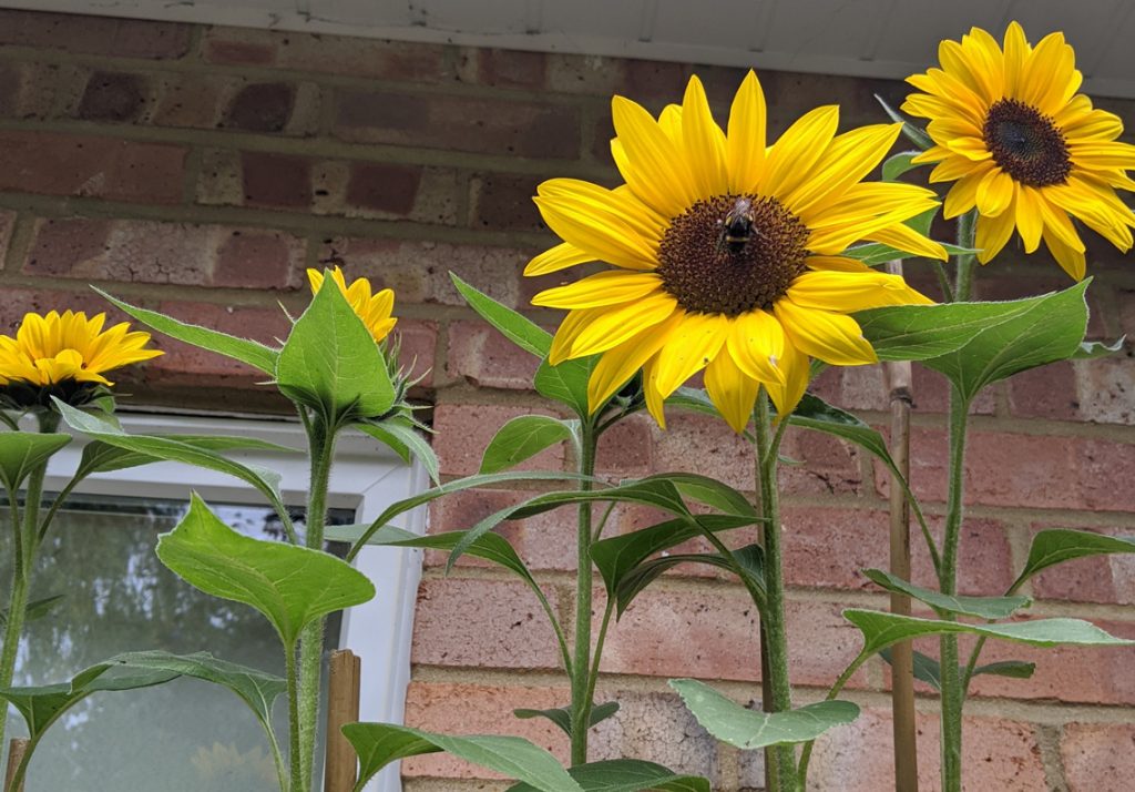 Sunflowers Elite F1 Featured