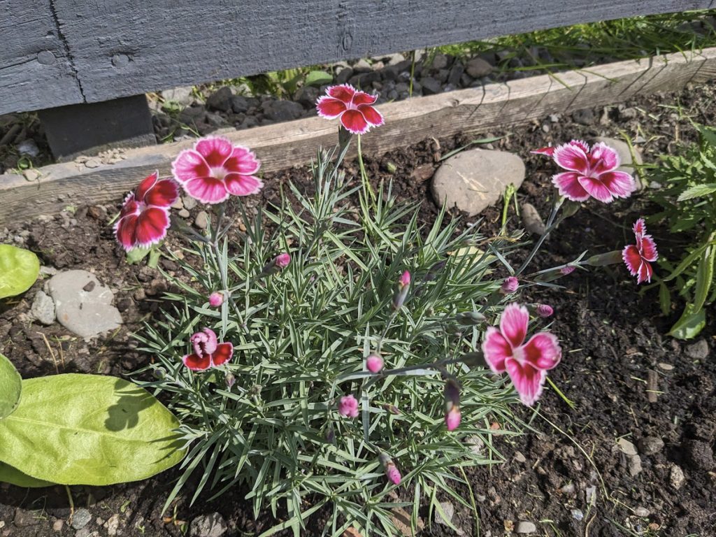 Dianthus Flutterburst Featured image