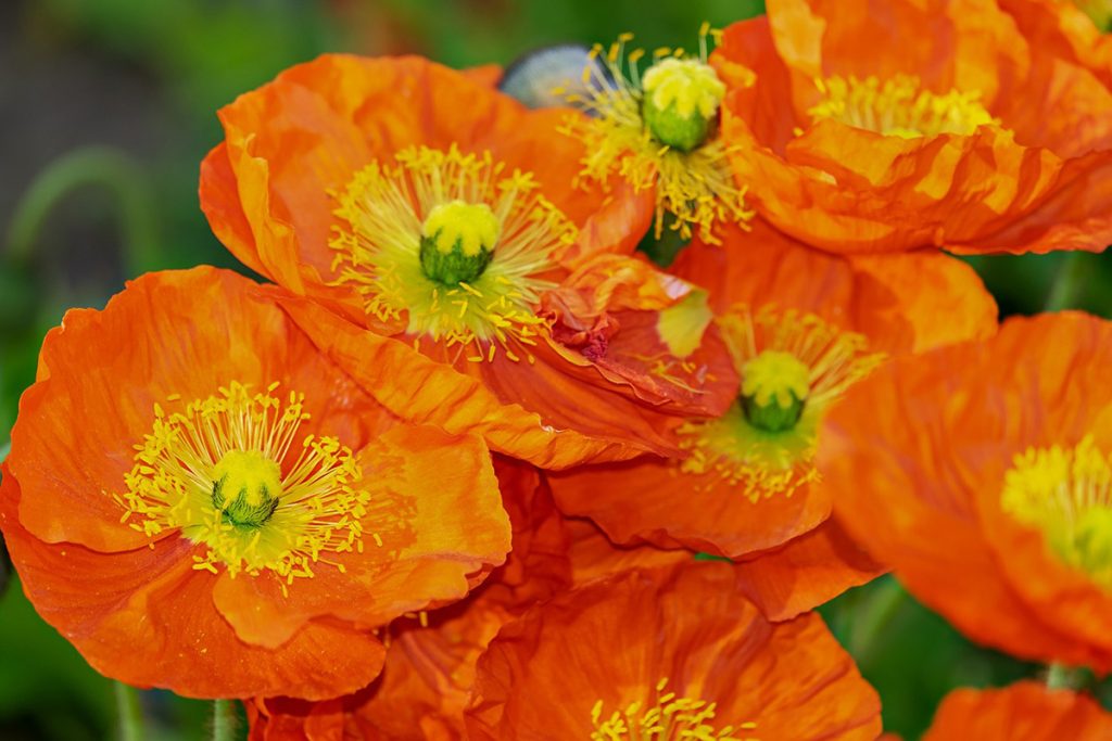 Papaver Spring Fever