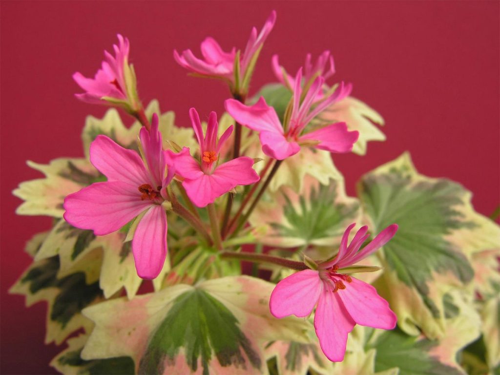 Pelargonium Lotusland