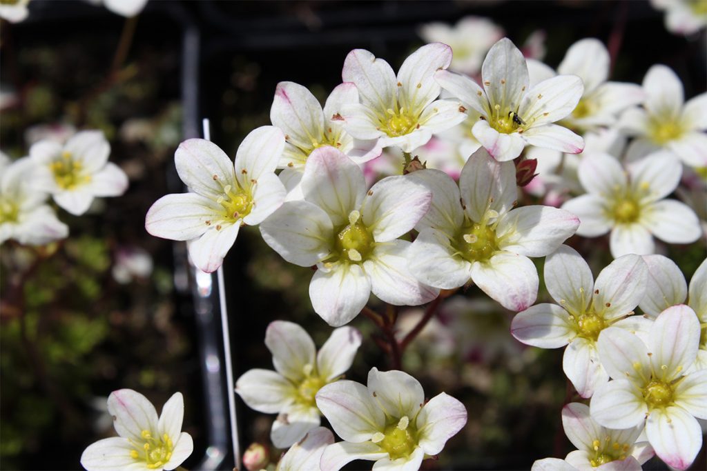 Saxifraga Highlander White Featured image