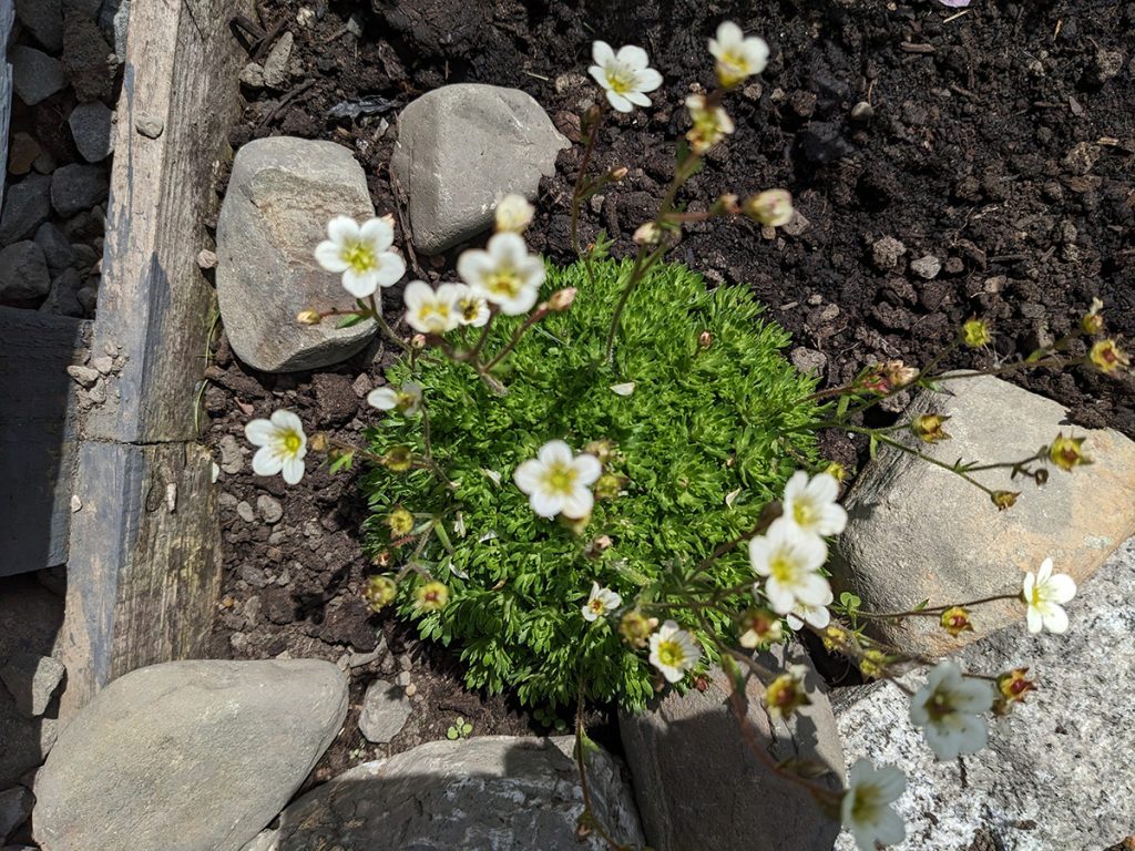 Saxifraga White Pixie Featured image