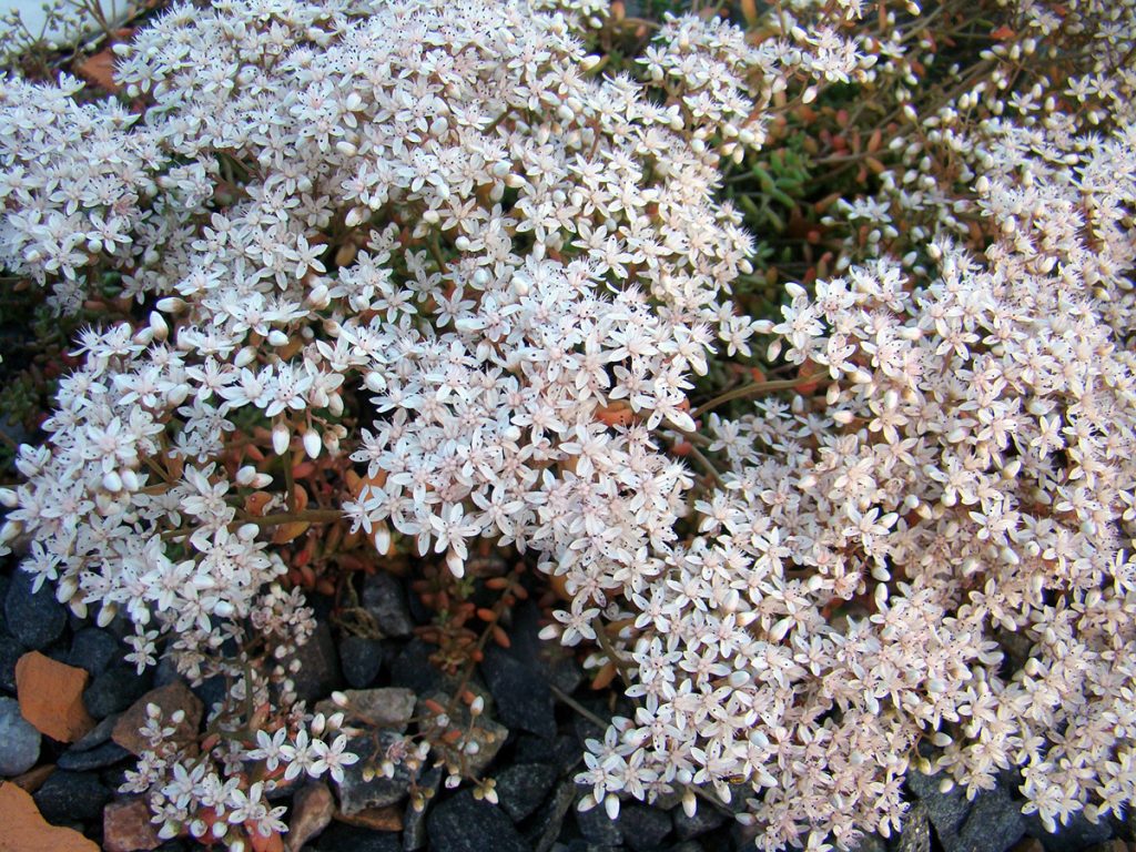 Sedum Album Featured