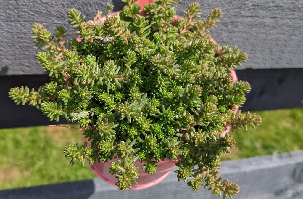 Sedum Sexangulare Featured image