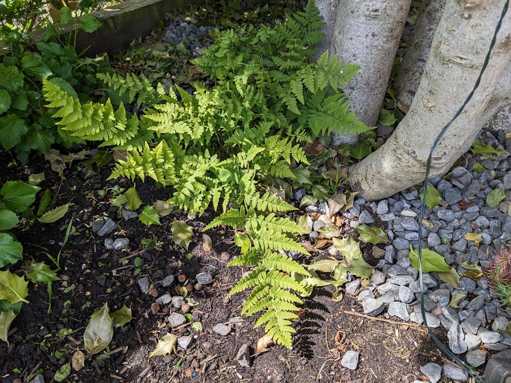 Soft Shield Fern Featured