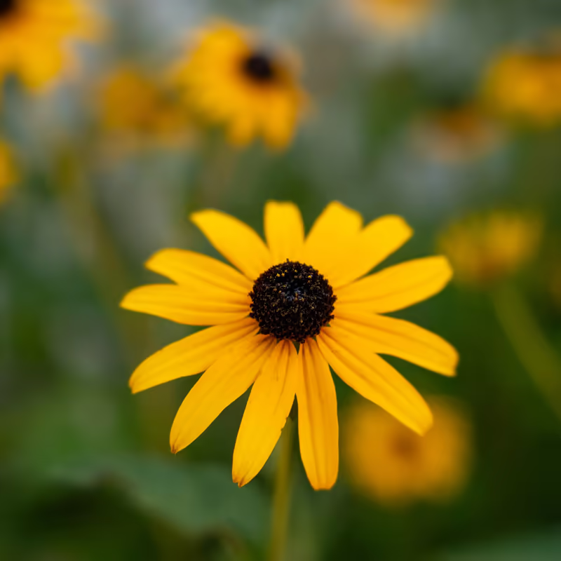 Photo of Rudbeckia Goldsturm with more blurred out in background